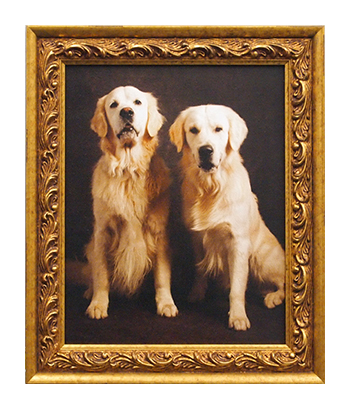 Framed 2 Lovely Golden Retriever