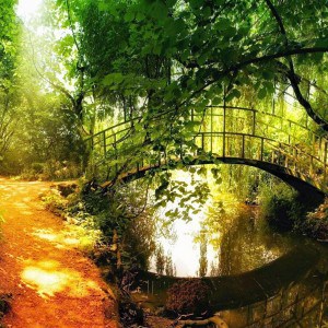 Bridge in Nature