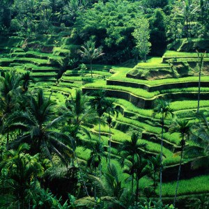 Rice Terraces