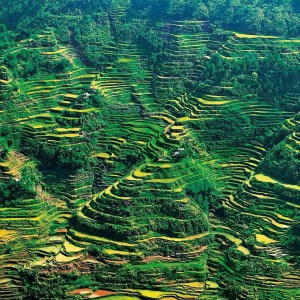 Rice Terraces