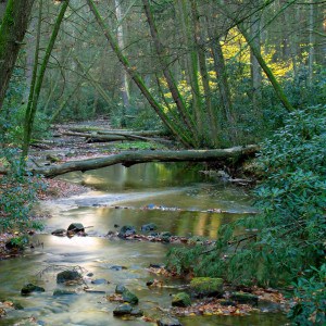 Forest River