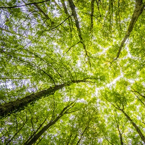 Worms Eyeview of Trees