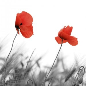 Red Flowers in Black & White