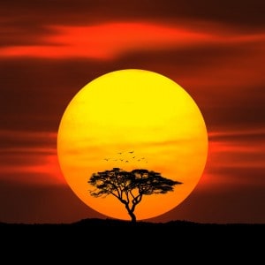 Sunset, Birds, & Tree