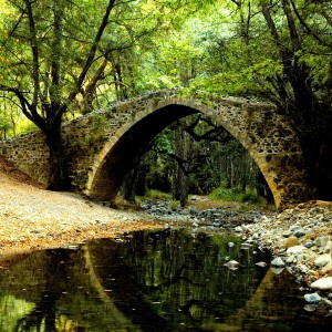 Bridge in Nature