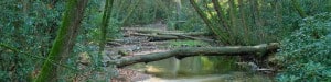 Log over River